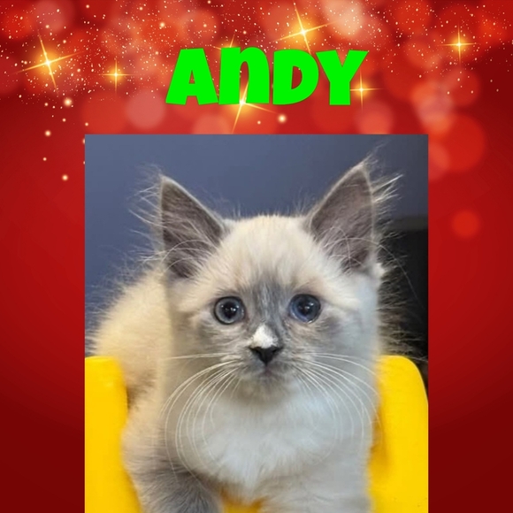 HELP A RESCUE FOR THE HOLIDAYS - Picture 9 of 13